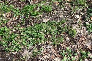 Close up surface of green grass on a meadow on a sunny summer day. photo
