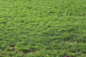 Close up surface of green grass on a meadow on a sunny summer day. photo