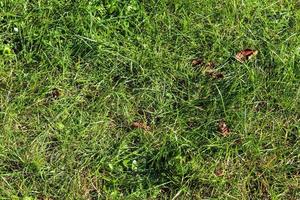 cierre la superficie de la hierba verde en un prado en un día soleado de verano. foto