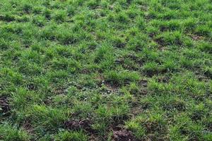 Close up surface of green grass on a meadow on a sunny summer day. photo