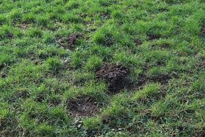 cierre la superficie de la hierba verde en un prado en un día soleado de verano. foto