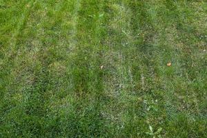 Close up surface of green grass on a meadow on a sunny summer day. photo