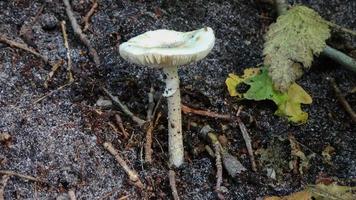 vista detallada de cerca sobre una textura de suelo forestal con hongos y musgo que se encuentra en un bosque europeo. foto