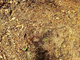 vista detallada de cerca en una textura de suelo forestal con musgo y ramas foto