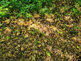 Detailed close up view on a forest ground texture with moss and branches photo