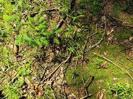 vista detallada de cerca en una textura de suelo forestal con musgo y ramas foto