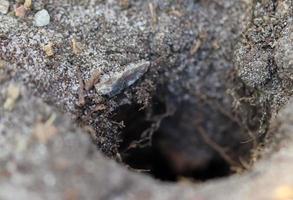 Detailed close up view on a brown sand ground texture photo