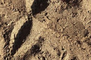 Detailed close up view on a brown sand ground texture photo