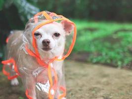 brown short hair chihuahua dog wearing rain coat hood standing  on cement floor  in the garden, looking at camera. photo