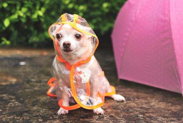 Chihuahua Umbrella Chihuahua Umbrella