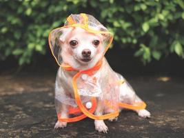 brown short hair chihuahua dog wearing rain coat hood sitting  on cement floor  in the garden, looking at camera. photo