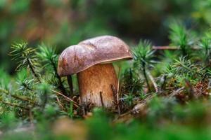 boletus en musgo foto