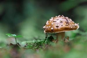 Panther cap in forest photo