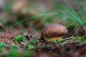 Boletus in forest photo