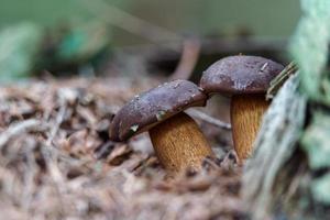 Boletus in forest photo