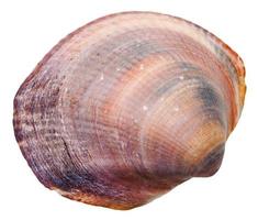 sea venus clam mollusc shell isolated on white photo