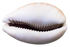 cáscara vacía de molusco cowry aislado en blanco foto