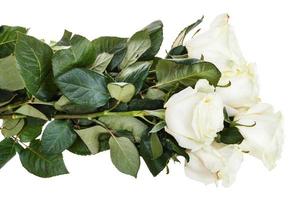 side view of armful of white roses isolated photo