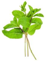 twigs of fresh green mint Peppermint isolated photo