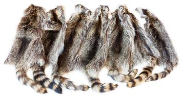 many natural raccoon pelts photo