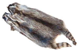 two natural raccoon pelts photo