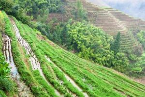 above view of rice beds on terraced hills photo