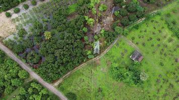 vista aérea de postes de alta tensão e linhas de energia perto de uma plantação de eucalipto na tailândia. vista superior de postes de alta tensão na zona rural perto de floresta de eucalipto verde. video