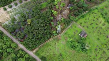 antenne visie van hoog Spanning pylonen en macht lijnen in de buurt een eucalyptus plantage in Thailand. top visie van hoog Spanning polen in de platteland in de buurt groen eucalyptus Woud. video