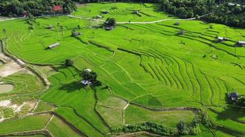 vista aérea dos terraços de arroz verde nas montanhas na primavera. bela área verde de campos de arroz jovens ou terras agrícolas no norte da tailândia. fundo de paisagem natural. video