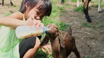 Asian little girl feeding a baby goat with milk in a bottle. video