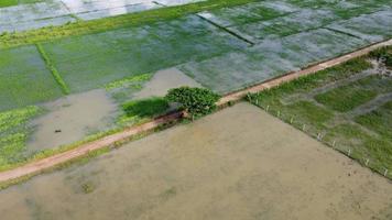 vista aérea de campos de arroz o áreas agrícolas afectadas por las inundaciones de la temporada de lluvias. vista superior de un río desbordado después de fuertes lluvias e inundaciones de campos agrícolas. video