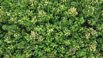 Luftaufnahme von Anbaubäumen und Plantage in Baumschulen im Freien. schöner landwirtschaftlicher Garten. Anbaugeschäft. natürlicher Landschaftshintergrund. video