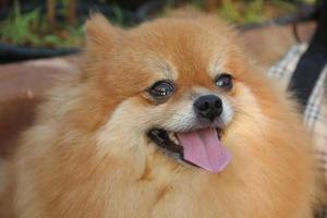 marrón claro de la cara de pomerania y saca la lengua. foto