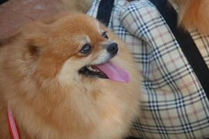 Light brown of Pomeranian's head and pink tongue out. photo