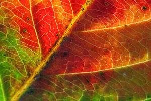 Closeup autumn fall extreme macro texture view of red orange green wood sheet tree leaf glow in sun background. Inspirational nature october or september wallpaper. Change of seasons concept. photo