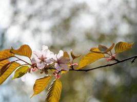 Pale Pink Cherry Blossoms photo