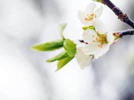 Some White flowers on a branch photo