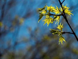 Young Maple Leaves on a branch photo