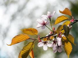 Pink Cherry Blossoms with leaves photo