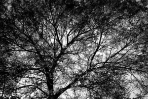 Black and white image of a tree. photo