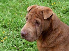 Portrait of an old dog, shar pei, sitting on the lawn photo