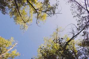 vista desde el suelo de hermosas copas de los árboles en otoño. foto