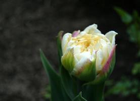 Beautiful white double tulip in the garden photo