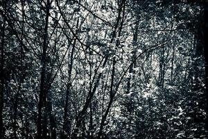 imagen monocromática gris azul de un bosque. foto