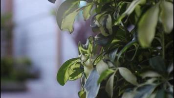 imágenes de hojas que soplan en el viento sobre un fondo de roca video