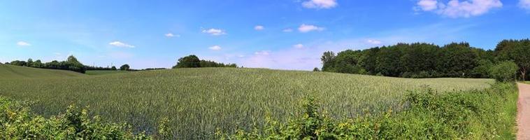 Beautiful high resolution panorama of a northern european country landscape with fields and green grass photo