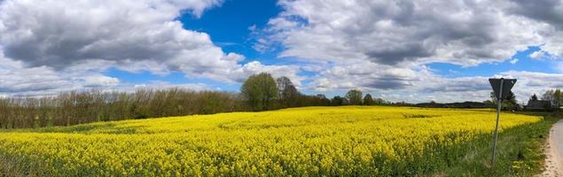 Beautiful high resolution panorama of a northern european country landscape with fields and green grass photo