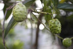 Noni fruit is good for health and natural antioxidants. photo