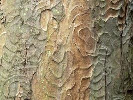 patrón de corteza de árbol para el fondo y la textura foto