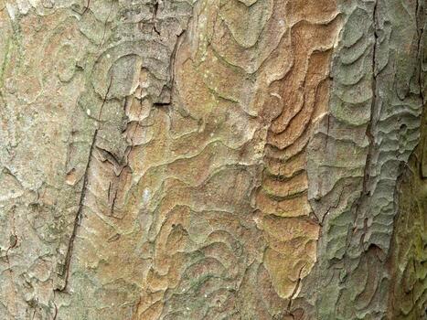 Tree bark pattern for background and texture photo